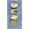 Image 2 : Southern Plantation Excavated Oyster Shells