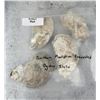 Image 4 : Southern Plantation Excavated Oyster Shells