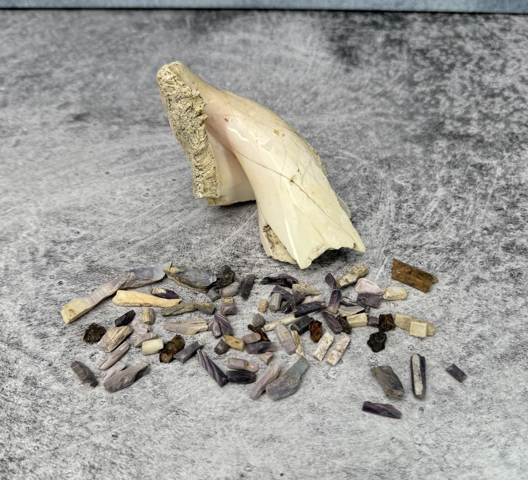 Relics Involving Seashell Native American Indian Excavated Seashell Relics