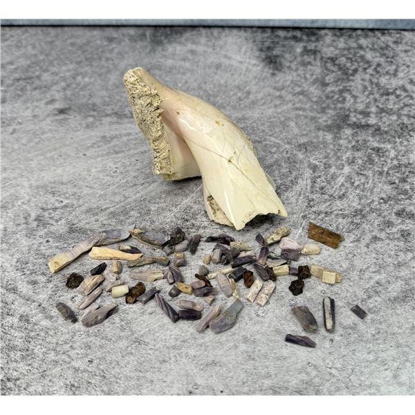 Native American Indian Excavated Seashell Relics