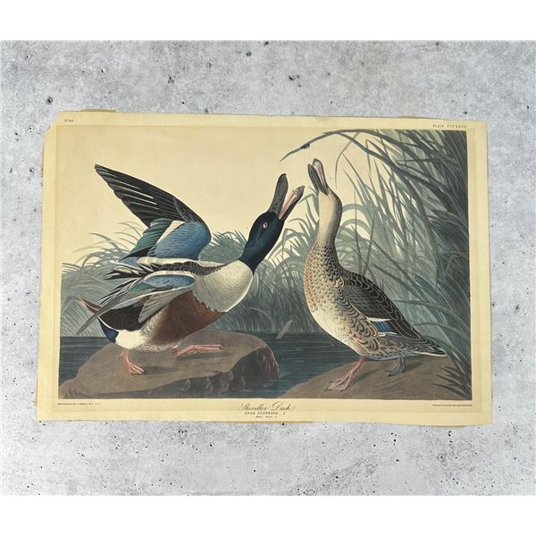 Audubon Shoveller Duck Print