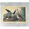 Image 1 : Audubon Shoveller Duck Print