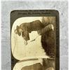 Image 3 : Geronimo Shooting An Arrow Stereoview