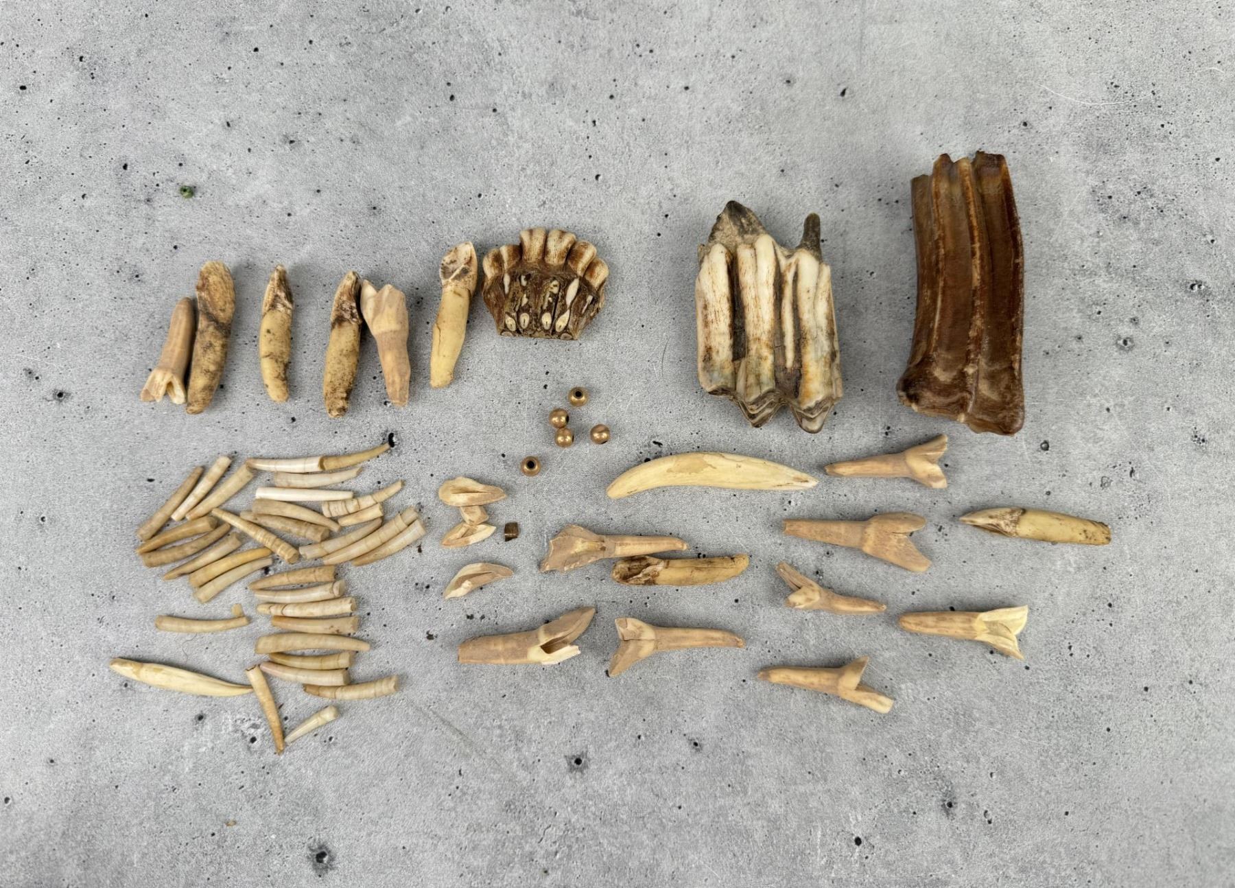 Native American Indian Site Recovered Teeth