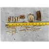 Image 4 : Native American Indian Site Recovered Teeth