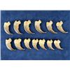 Image 2 : Collection of Montana Black Bear Claws