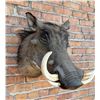 Image 2 : Shoulder Mount Taxidermy African Warthog