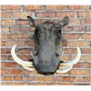 Image 3 : Shoulder Mount Taxidermy African Warthog