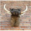 Image 4 : Shoulder Mount Taxidermy African Warthog