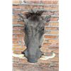 Image 5 : Shoulder Mount Taxidermy African Warthog