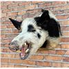 Image 1 : Shoulder Mount Taxidermy Feral Pig