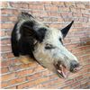 Image 2 : Shoulder Mount Taxidermy Feral Pig