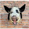 Image 3 : Shoulder Mount Taxidermy Feral Pig