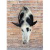 Image 4 : Shoulder Mount Taxidermy Feral Pig