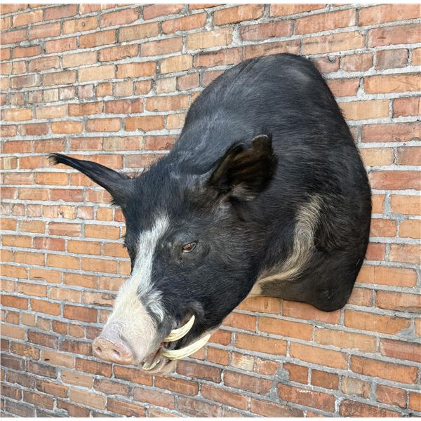 Shoulder Mount Taxidermy Feral Pig Hogzilla