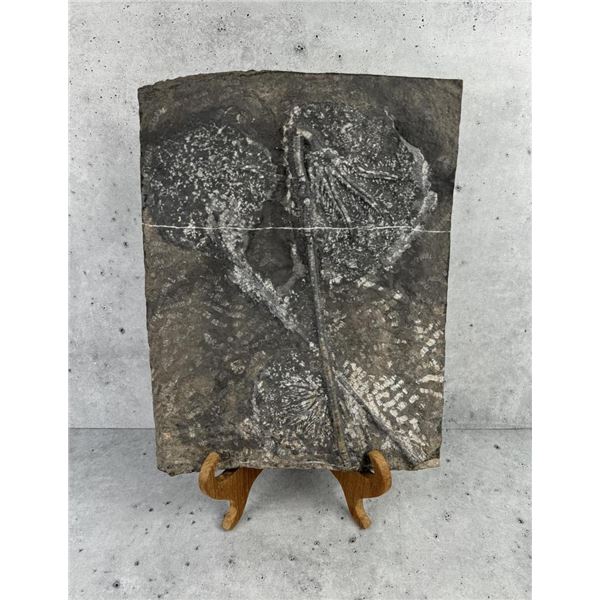 Fossil Crinoid Plate