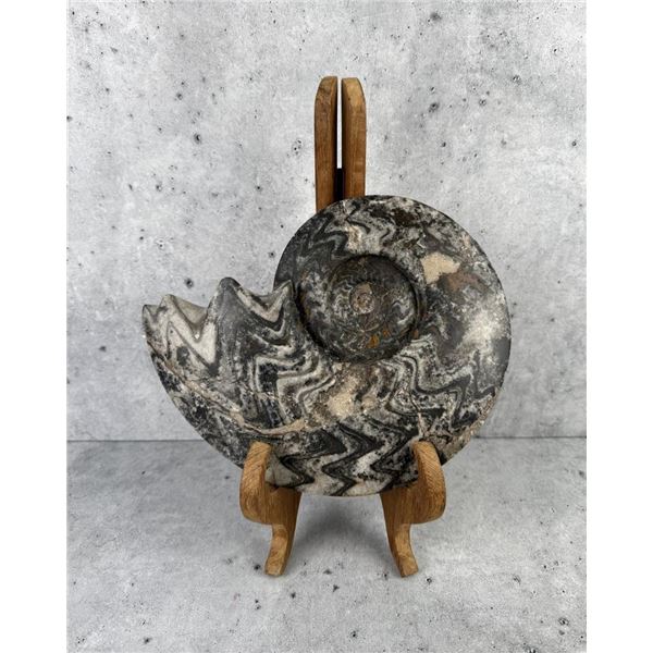 Goniatites Devonian Cephalopod Fossil