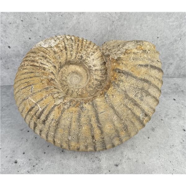 Large Fossil Ammonite