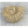 Image 1 : Large Fossil Ammonite