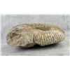 Image 3 : Large Fossil Ammonite