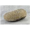 Image 4 : Large Fossil Ammonite