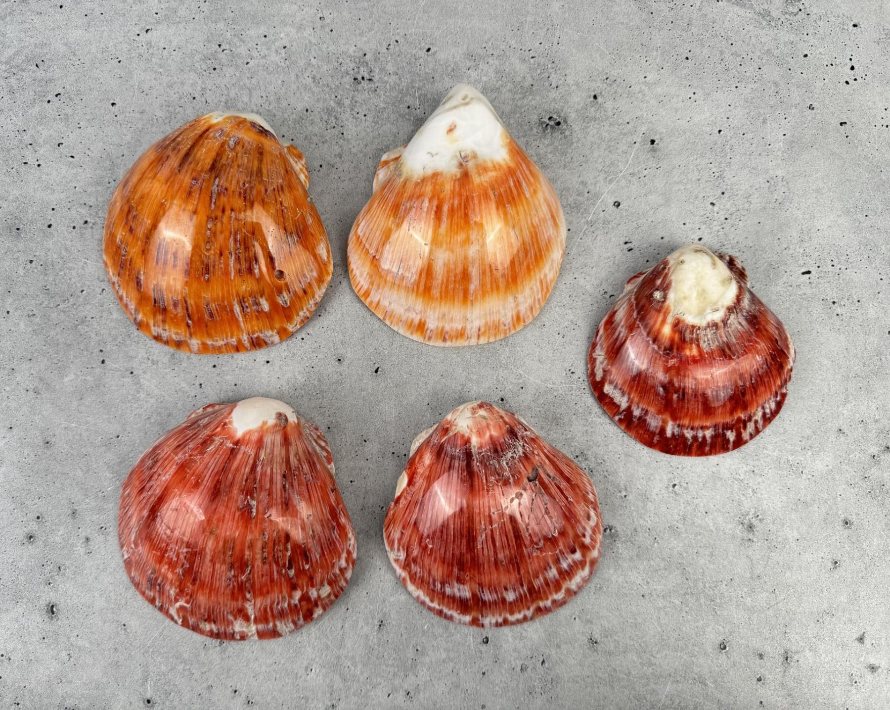 Group Of Polished Spiny Oyster Shells