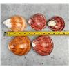 Image 5 : Group Of Polished Spiny Oyster Shells