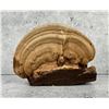 Image 2 : Jenny Austin Pyrography Conk Tree Mushroom Fungus