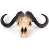 Image 3 : AFRICAN CAPE BUFFALO WITH HAND CARVED HORNS