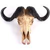 Image 4 : AFRICAN CAPE BUFFALO WITH HAND CARVED HORNS