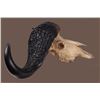 Image 9 : AFRICAN CAPE BUFFALO WITH HAND CARVED HORNS