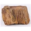 Image 3 : 7.3LB PETRIFIED WOOD MINERAL SPECIMEN
