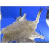 Image 1 : Kangaroo Fur Rug - Neck to Tail 54", Hind Legs 35" Across