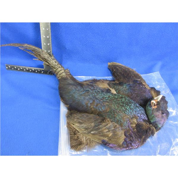Pheasant Pelt for Fly Tying