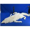 Image 1 : Arctic Fox Pelt - 44" Tip to Tail