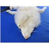 Image 2 : Arctic Fox Pelt - 44" Tip to Tail