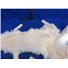 Image 4 : Arctic Fox Pelt - 44" Tip to Tail
