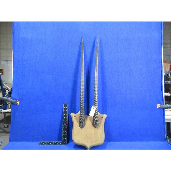 Pair of Mounted Oryx Horns - Horns are Approx. 28 1/2"