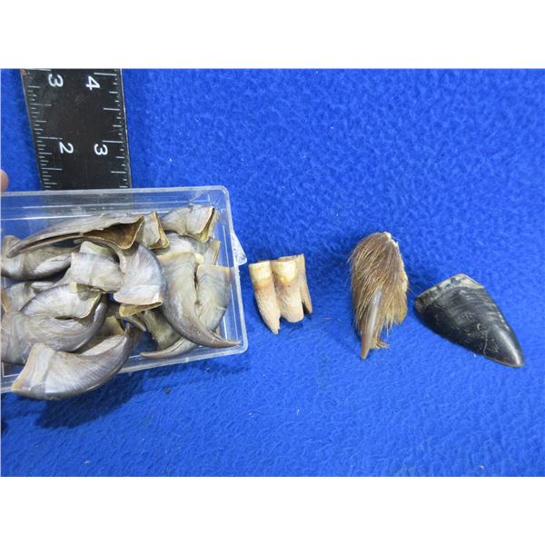 Lot of 21 Bear Claws and 2 Teeth