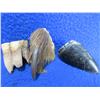 Image 3 : Lot of 21 Bear Claws and 2 Teeth