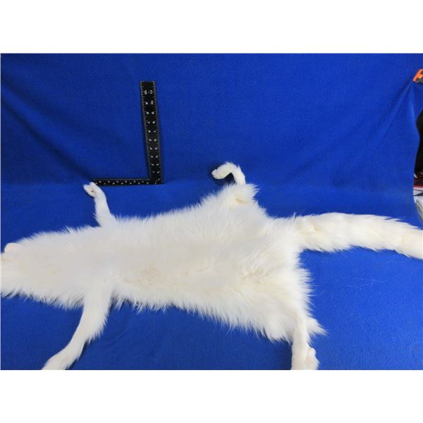 Arctic Fox Rug/Pelt - 42" Tip to Tail