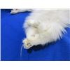 Image 2 : Arctic Fox Rug/Pelt - 42" Tip to Tail