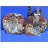 Image 1 : 2 Pheasant Pelts for Fly Tying