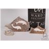 Image 2 : Three miniature Inuit sculptures including marine ivory whales and seal on vertebrae and figure with