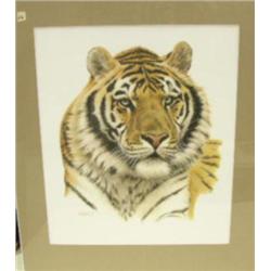 Matted and shrink-wrapped print by Guy Gohelech of tiger (3)