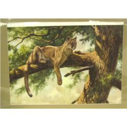 Print of a Mountain Lion (3)