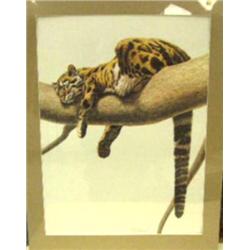 Print of Guy Gohelech of tiger (3)