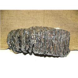 Huge mammoth tooth (2)