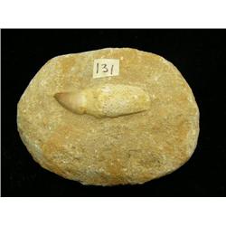 Fossilized cave bear tooth (3)