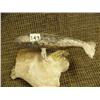 Image 2 : 6.5" carved bone whale (2)